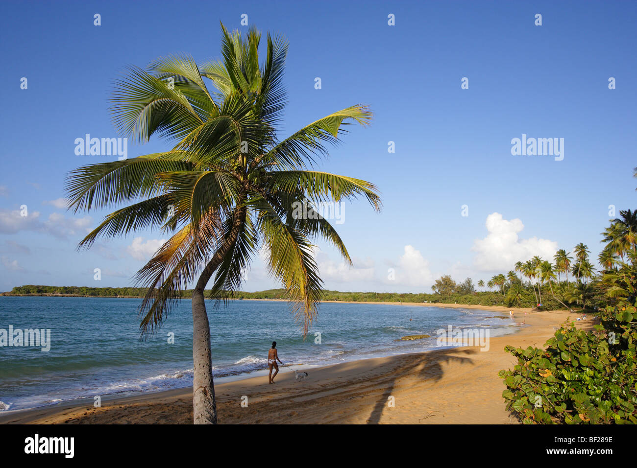 Uomo e palme a Tres Palmitas spiaggia sotto il cielo blu, Puerto Rico, Caraibi, America Foto Stock