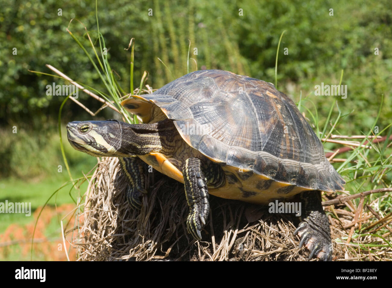 North American a becco giallo (tartaruga Trachemys scripta scripta). Femmina adulta. Circa a reimmettere l'acqua. Foto Stock