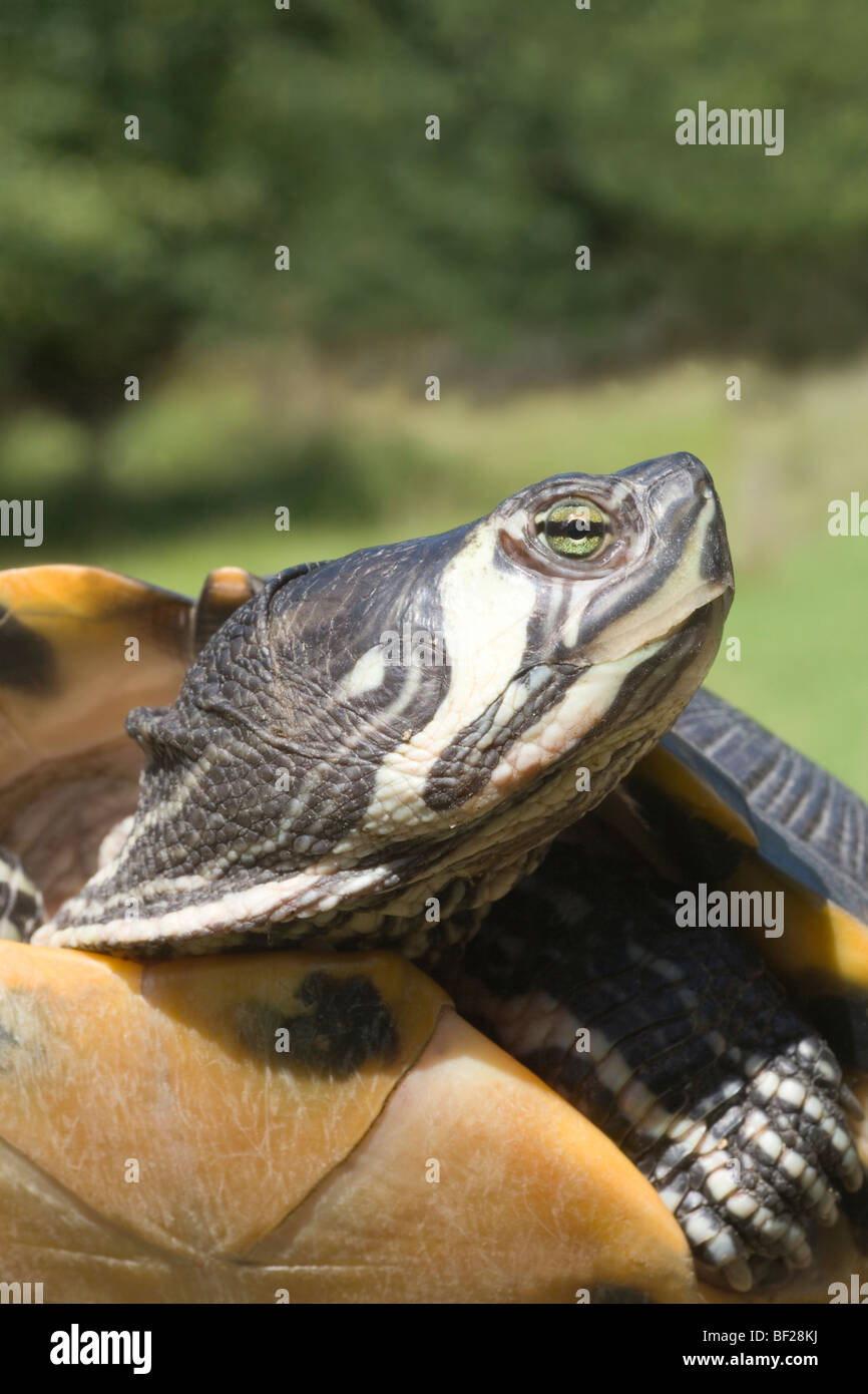 A becco giallo (tartaruga Trachemys scripta scripta). Testa di adulto marcature. Ritratto. Foto Stock