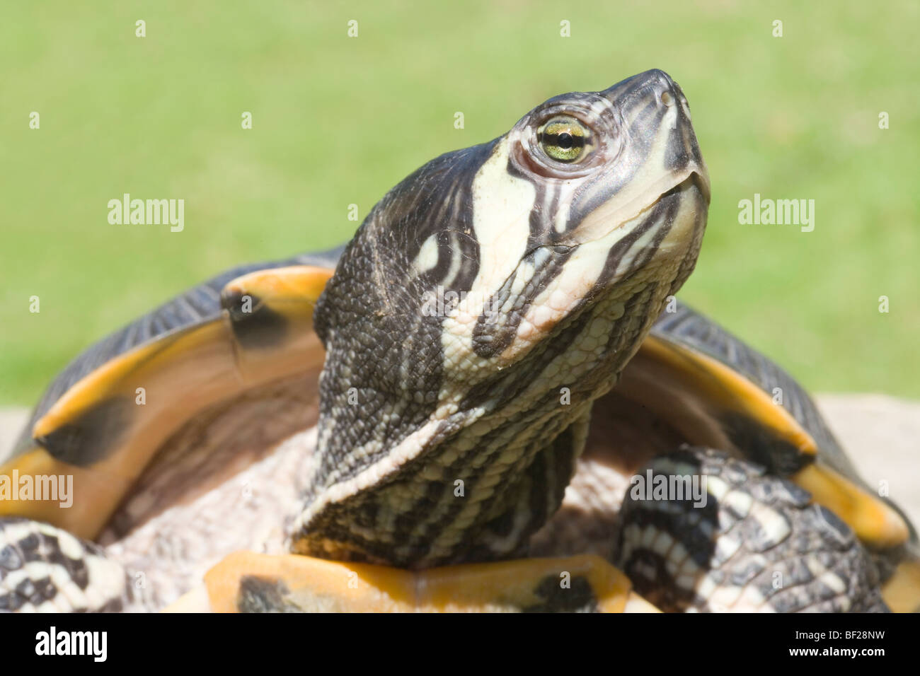 A becco giallo (tartaruga Trachemys scripta scripta). Contrassegni della testa di adulto Foto Stock