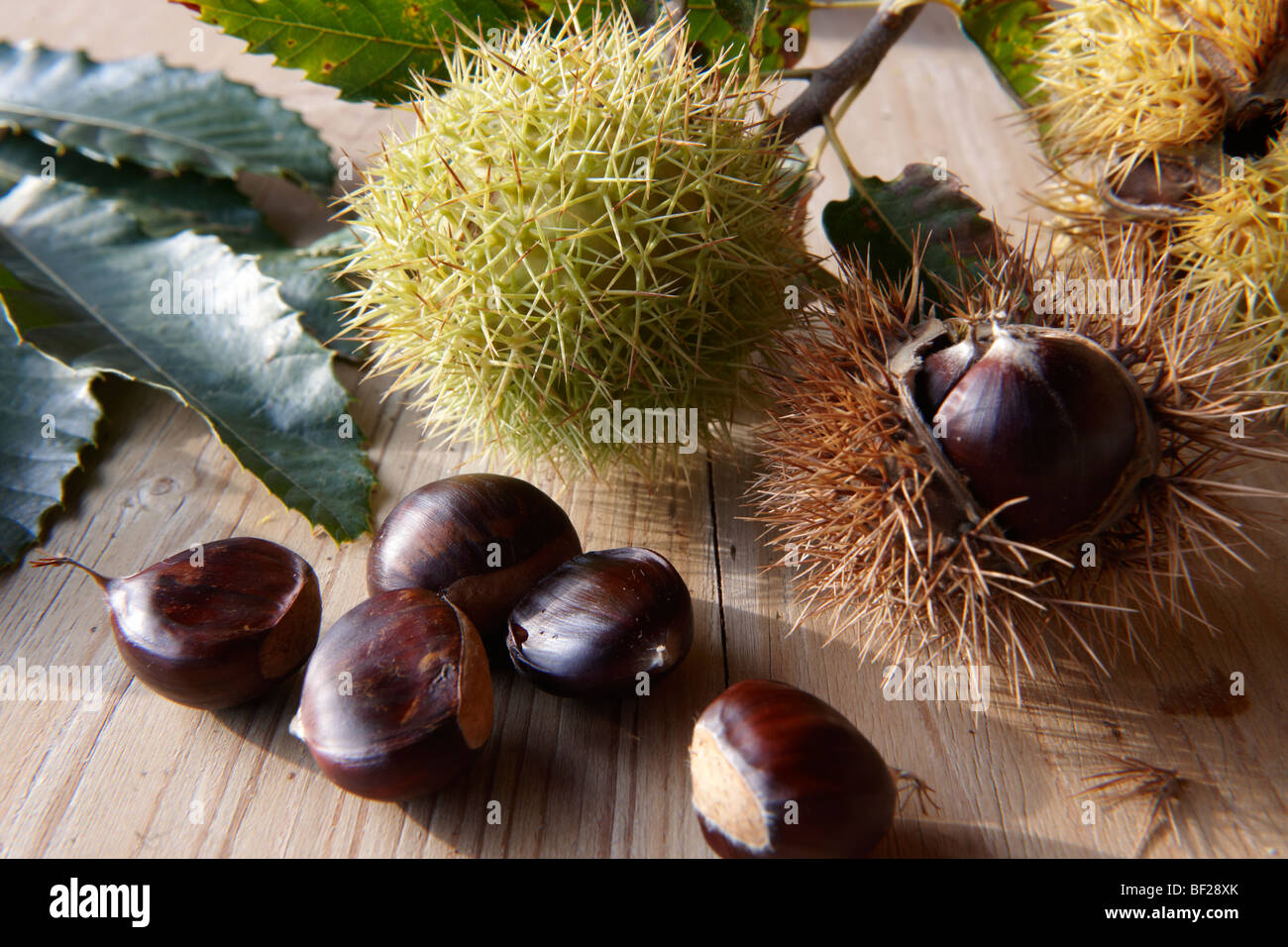 Raccolti freschi frutti di castagno e in gusci (Castanea sativa) Foto Stock