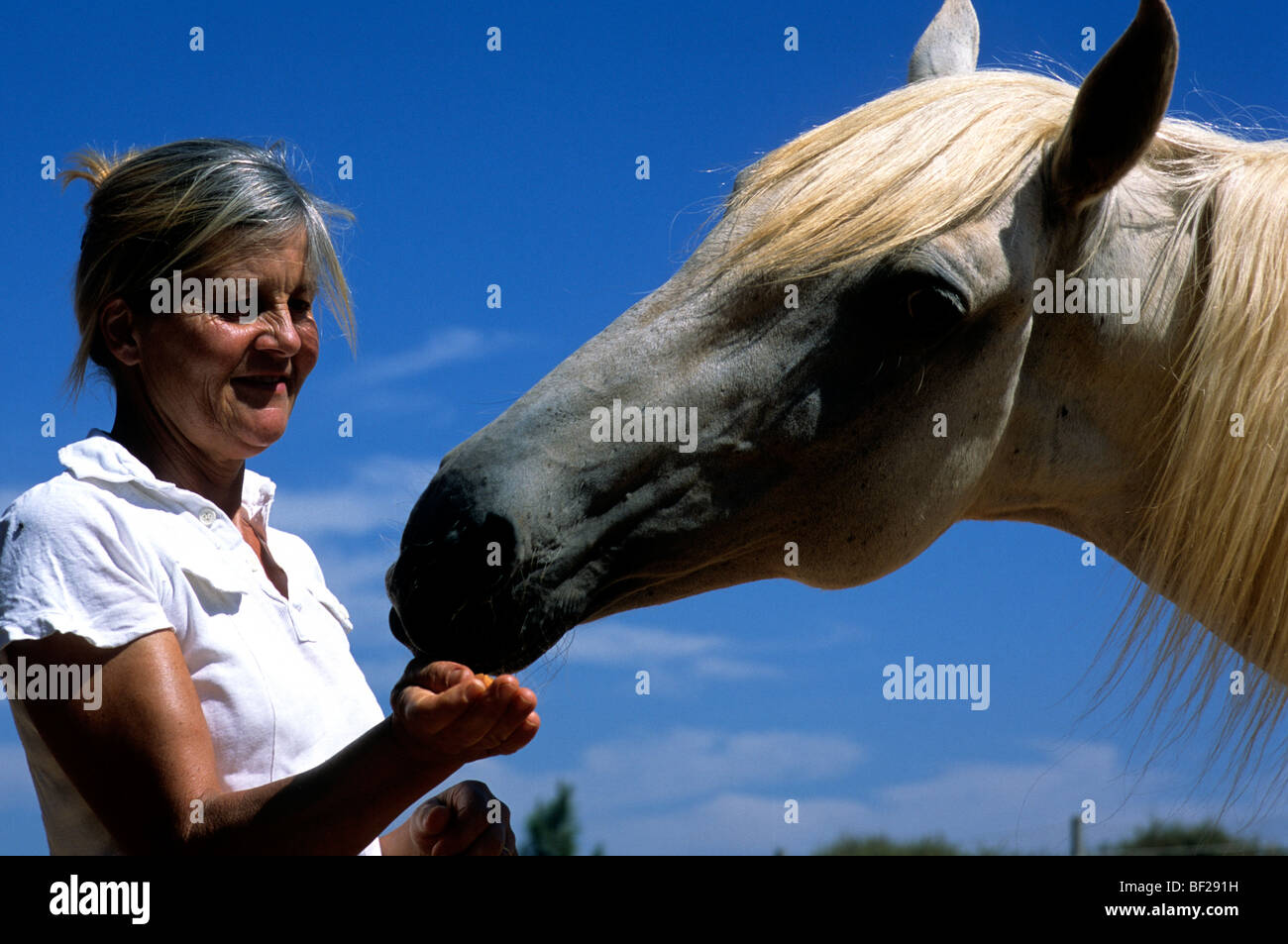 Donna sorridente mano-alimentazione di un bianco e grigio a cavallo Foto Stock