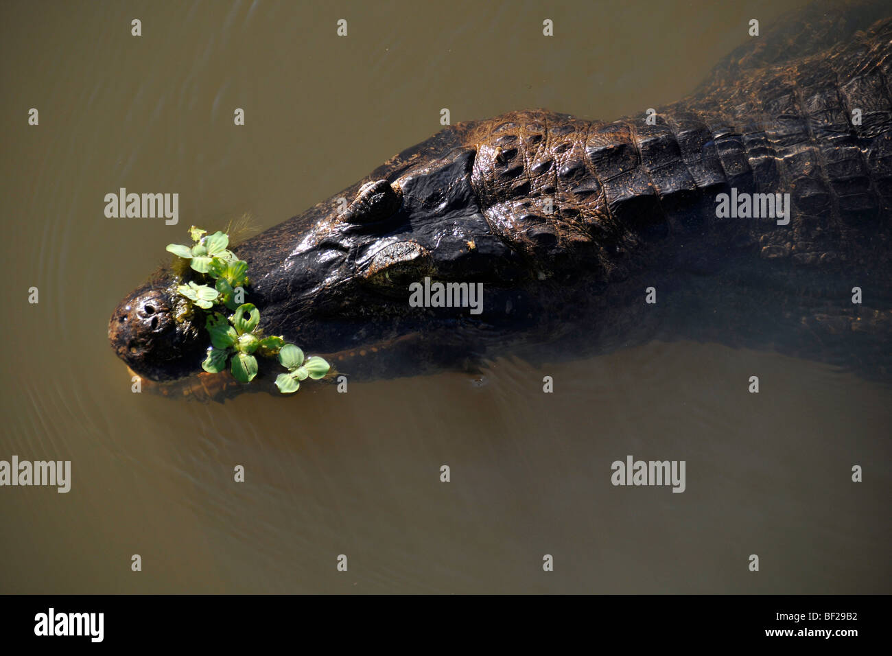 Pantanal caimani, crocodilus Caimano yacare, San Francisco Ranch, Miranda, Mato Grosso do Sul, Brasile Foto Stock