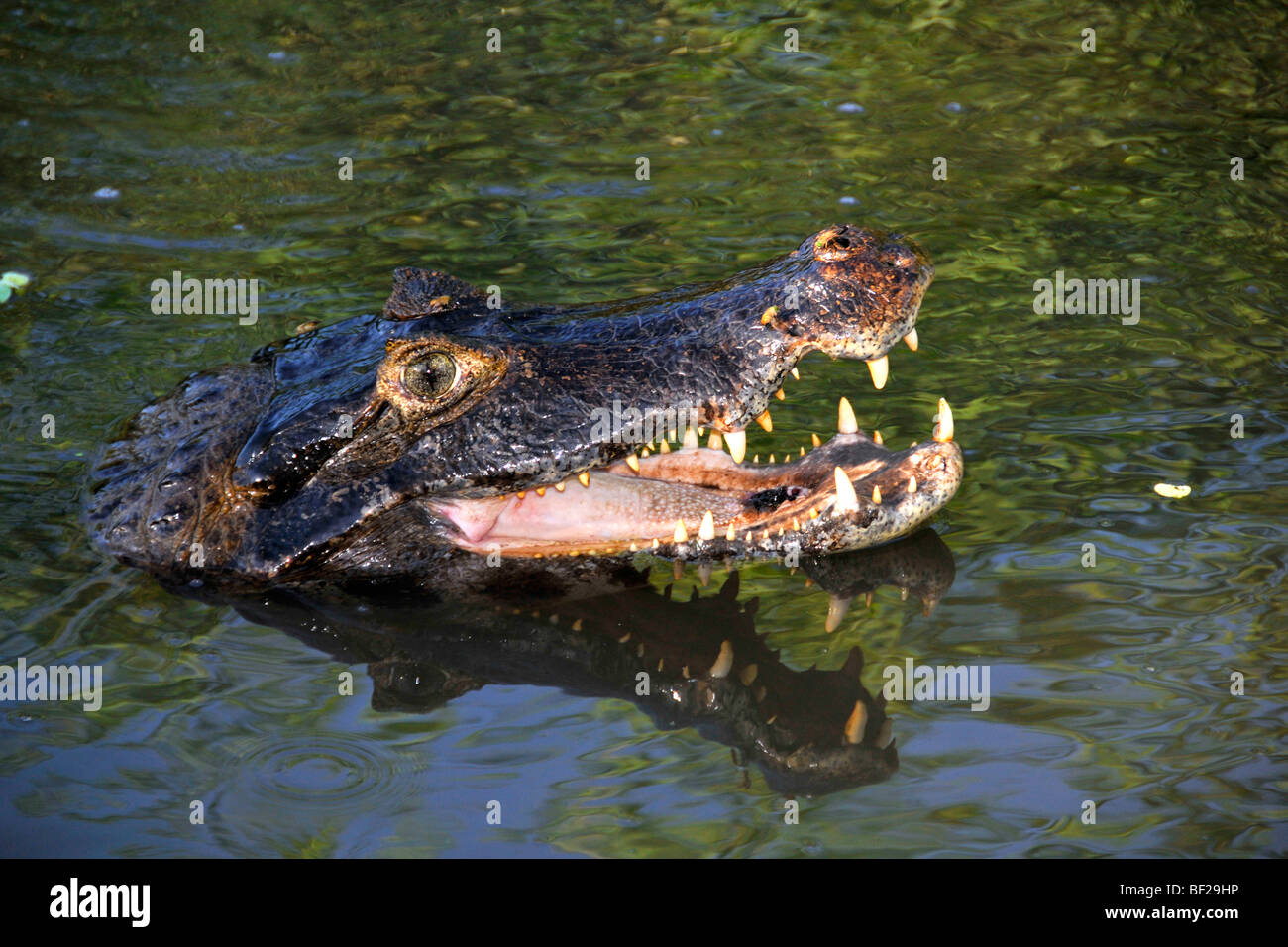 Caimano Pantanal, crocodilus Caimano yacare, San Francisco Ranch, Miranda, Mato Grosso do Sul, Brasile Foto Stock