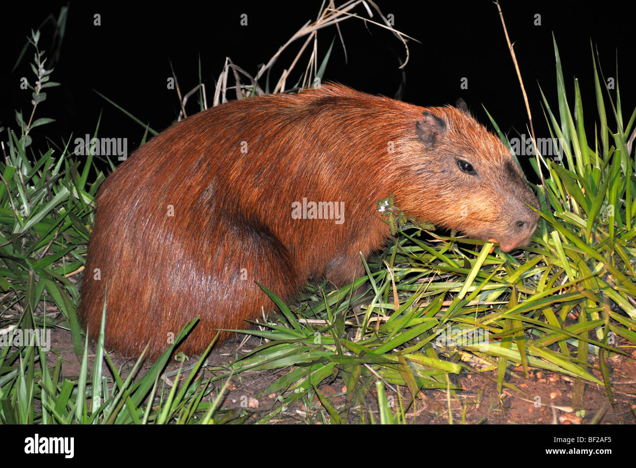 Capibara di notte, Hydrochoerus hydrochaeris, Pantanal, Mato Grosso do Sul, Brasile Foto Stock