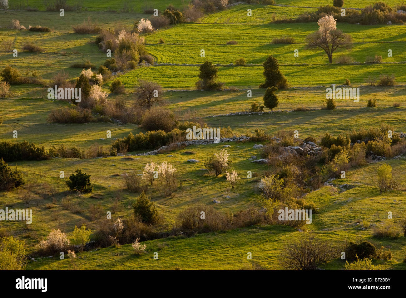Campo Olf schemi e confini su una serata primaverile; a Cimikoy vicino Akseki, sui monti Taurus, sud della Turchia. Foto Stock