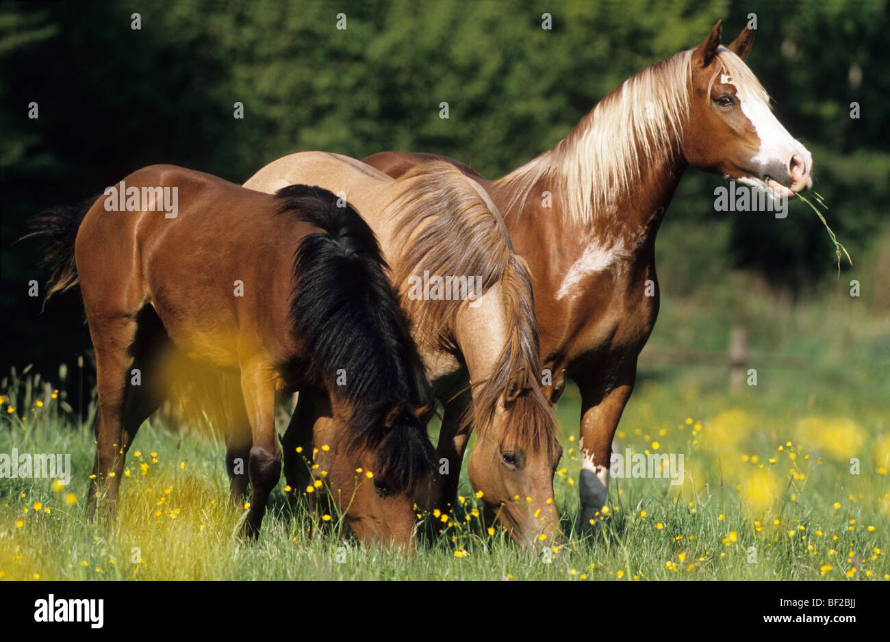 Welsh Mountain Pony Welsh B (Equus caballus). Tre individui di pascolare su un prato. Foto Stock