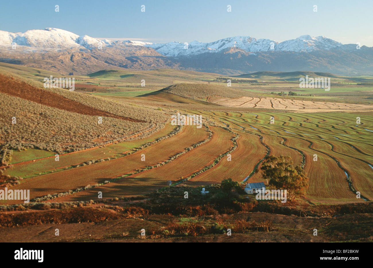 Wheatfield e montagne coperte di neve in background, Ceres Boland Distretto, Provincia del Capo Occidentale, Sud Africa Foto Stock