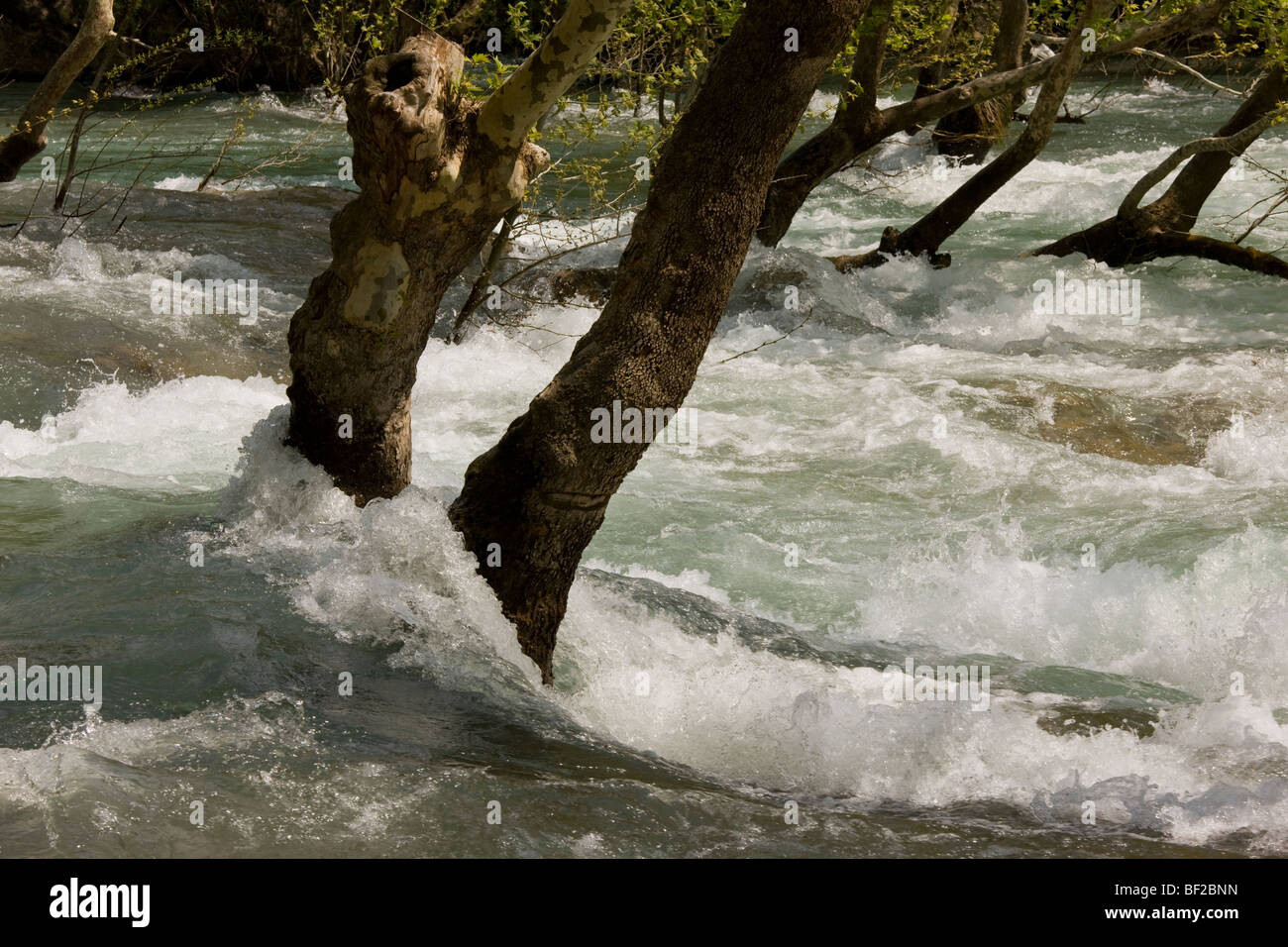 Il fiume Manavgat in piena, con piano orientali alberi in Manavgat River Valley, sui monti Taurus, sud della Turchia. Foto Stock