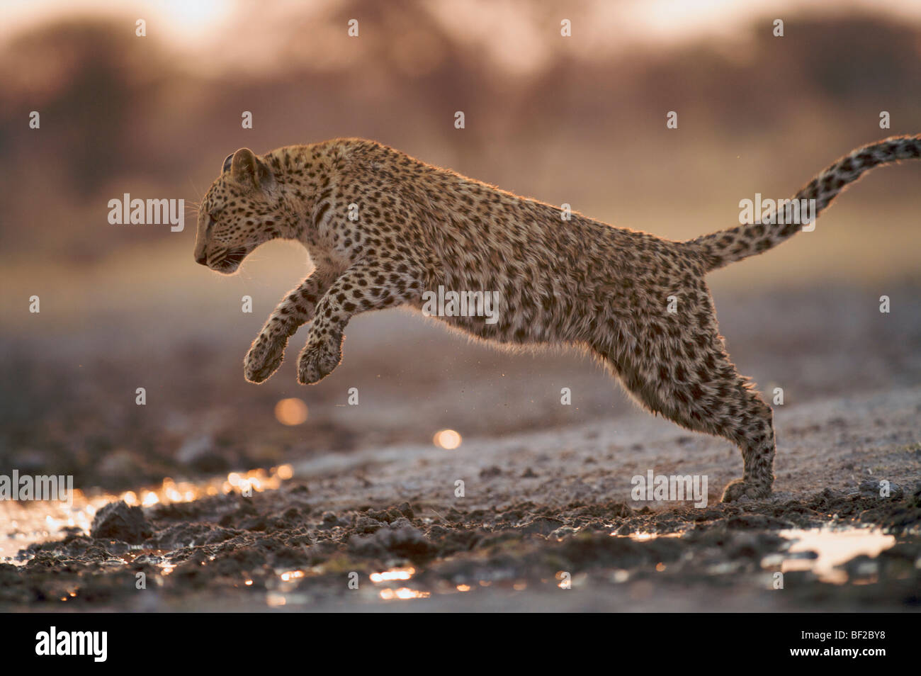 Leopard (Panthera pardus) saltando su pozzanghere d'acqua, Namibia. Foto Stock
