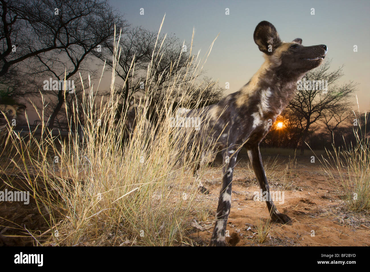 Basso angolo vista di African Wild Dog (Lycaon Pictus), Namibia. Foto Stock