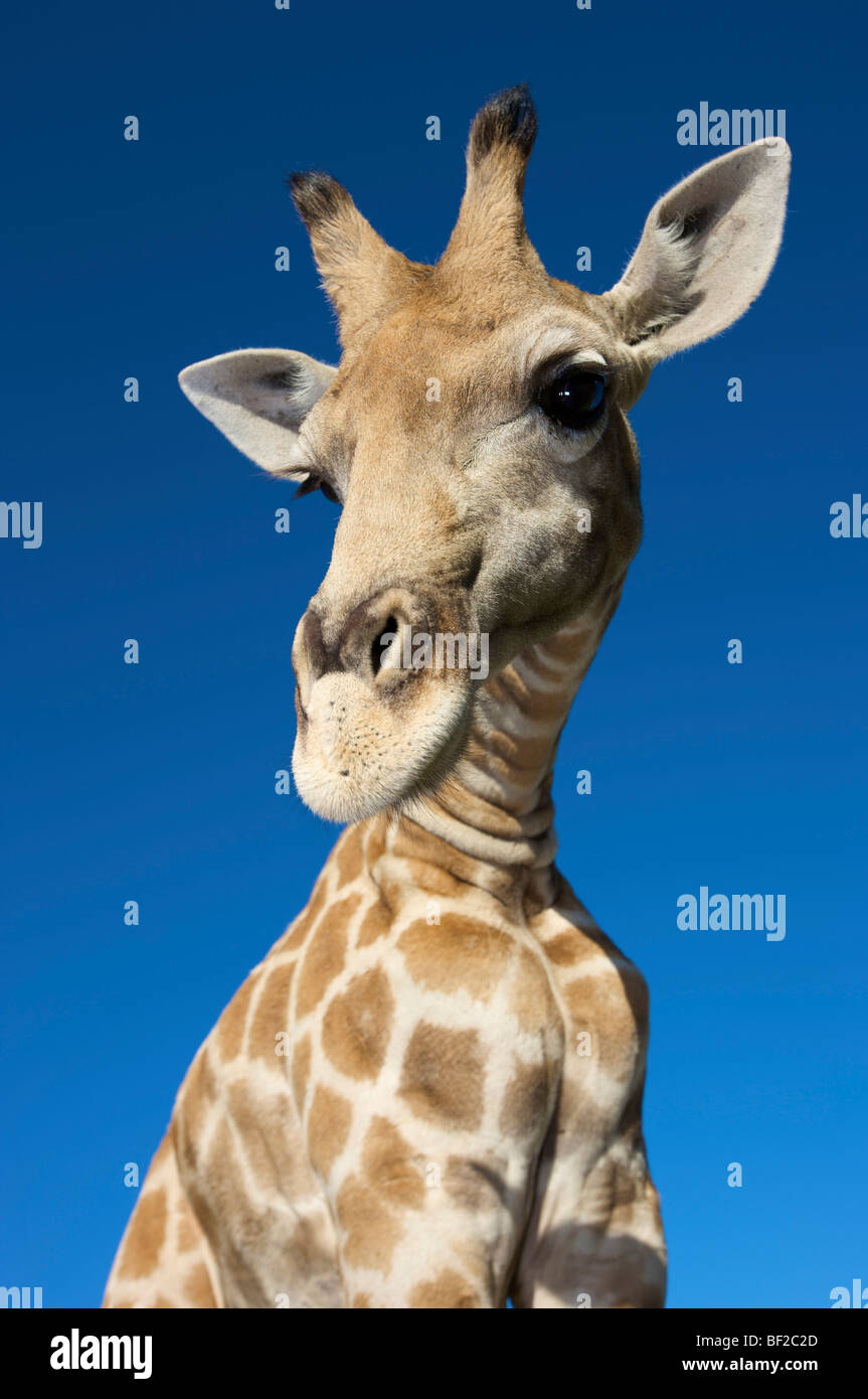 Ritratto di Giraffe (Giraffa Camelopardalis) guardando la telecamera, Namibia. Foto Stock