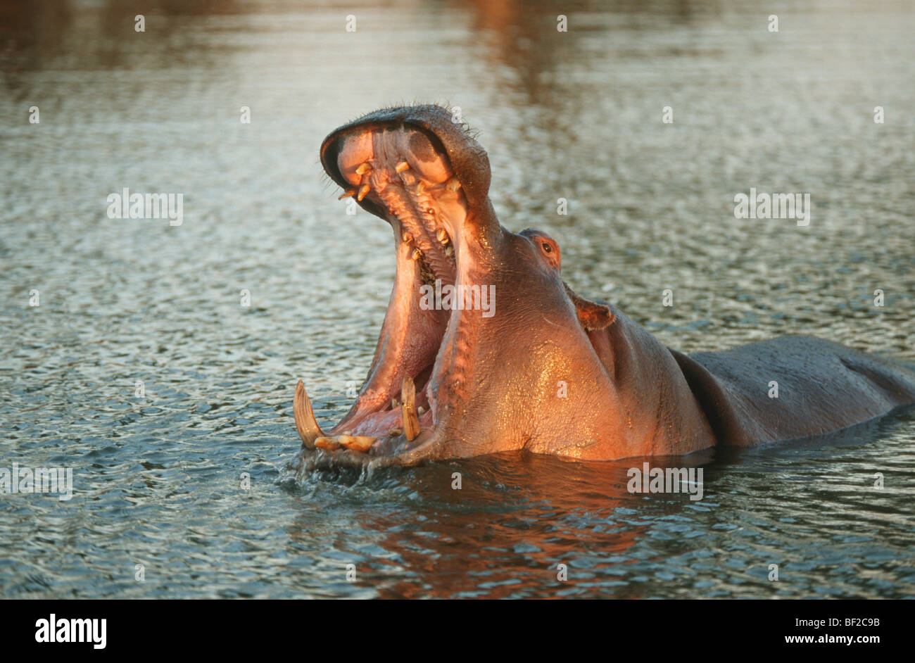 Ippopotamo, Hippopotamus amphibius con la bocca aperta nel fiume, Sud Africa Foto Stock