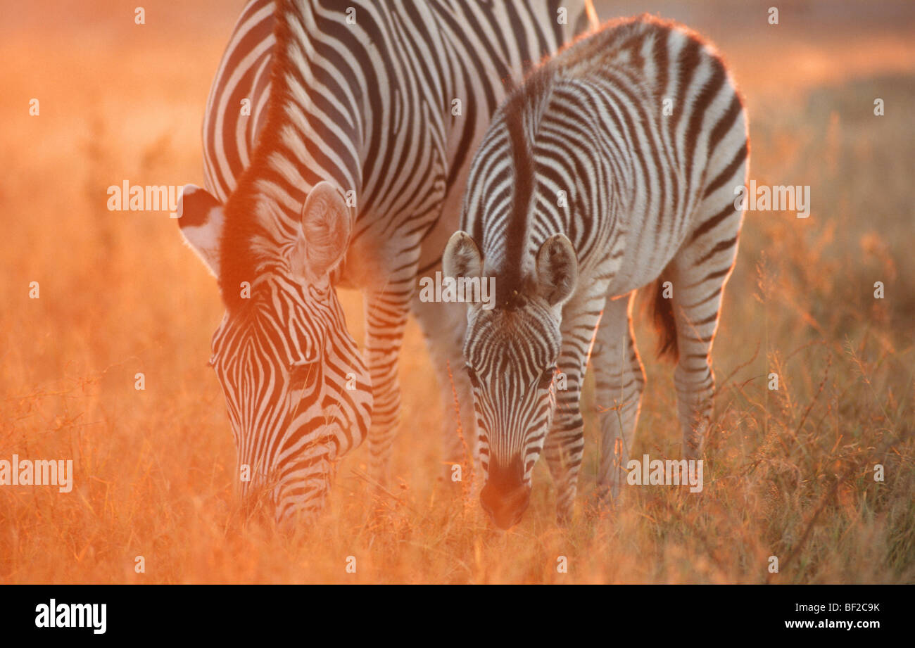 La Burchell zebre, Equus burchelli pascolo al tramonto, Hwange, Matabeleland North, Zimbabwe Foto Stock