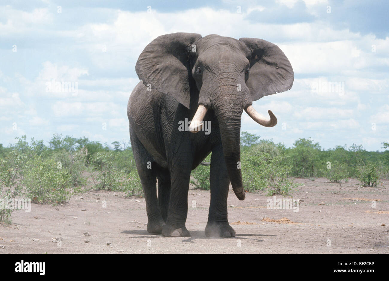 Elefante africano (Loxodonta africana), Sud Africa Foto Stock
