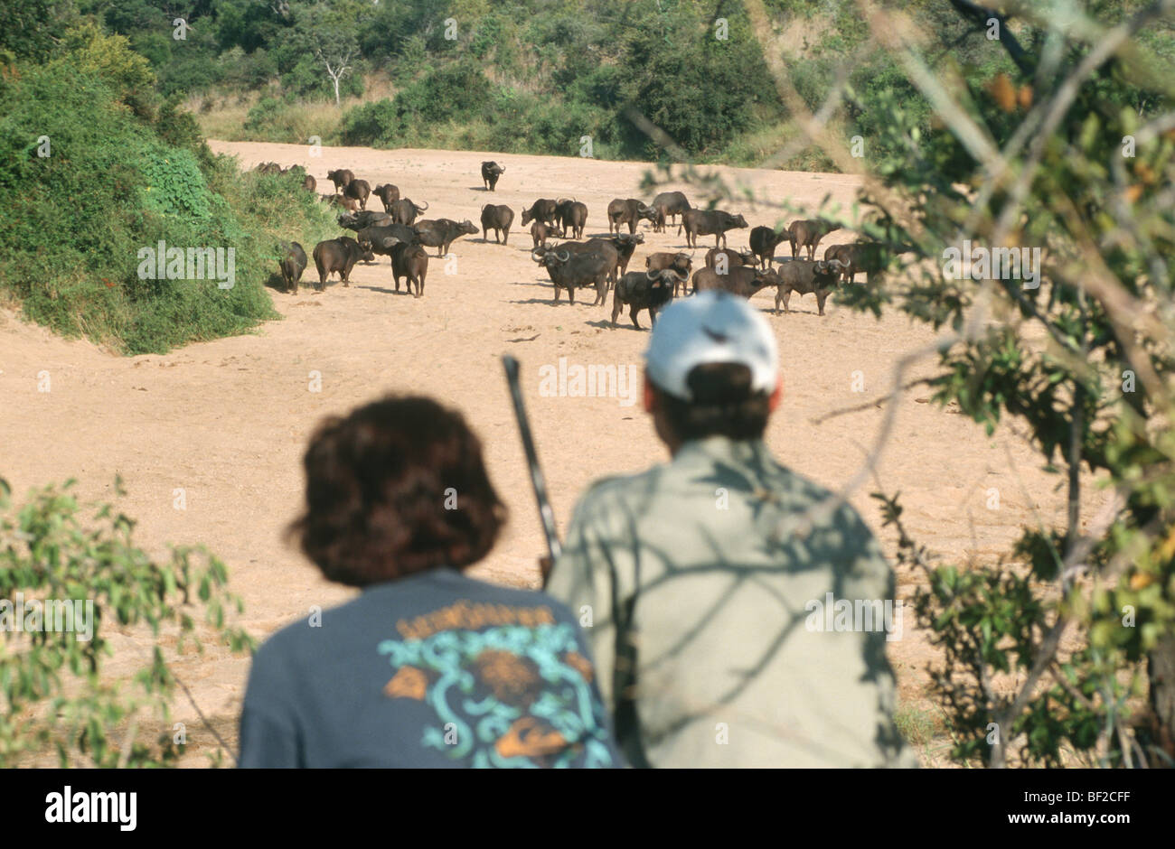 Escursioni a piedi e safari con ranger guardando buffalo mandria (Syncerus caffer), Provincia di Limpopo, Sud Africa Foto Stock