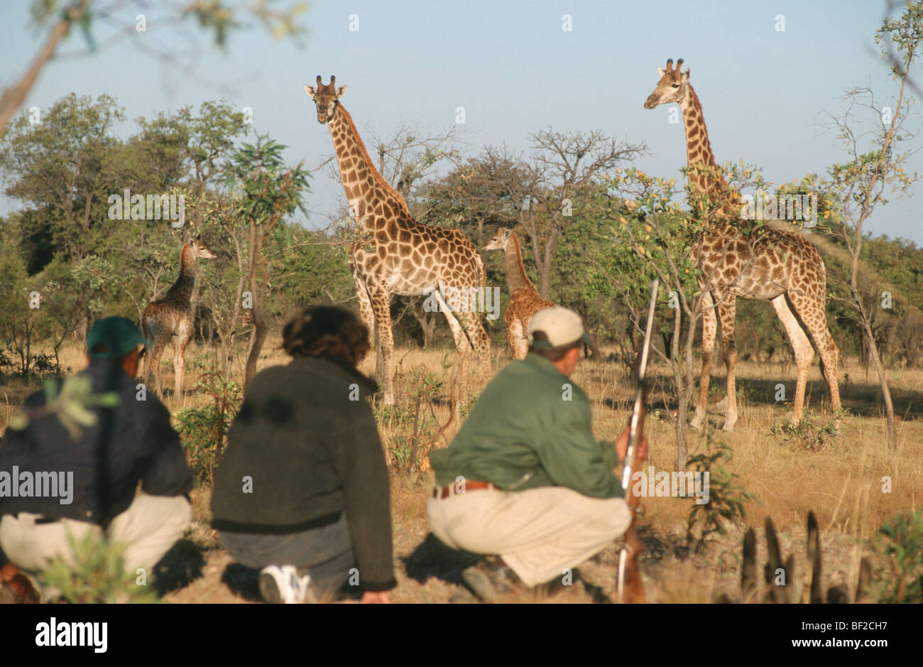 Safari a piedi con ranger guardando Giraffe mandria (giraffa camelopardalis), Provincia di Limpopo, Sud Africa Foto Stock