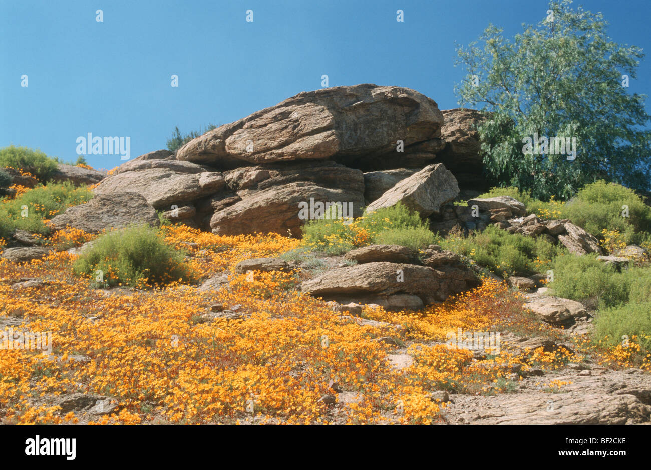 Namaqualand, nel nord della provincia del Capo, in Sud Africa Foto Stock