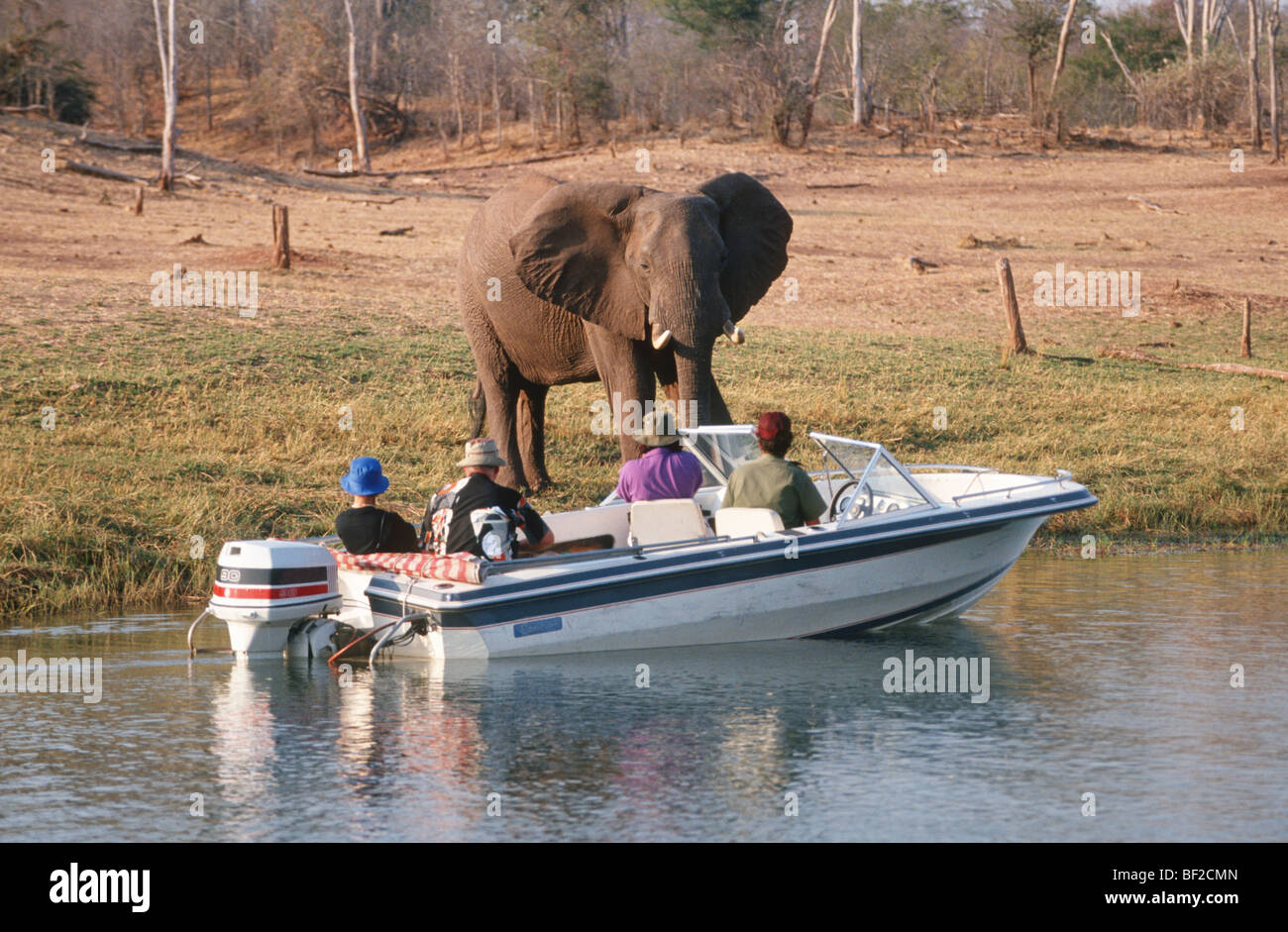 Fiume-crociera safari guardando dell' elefante africano (Loxodonta africana), Zimbabwe Foto Stock