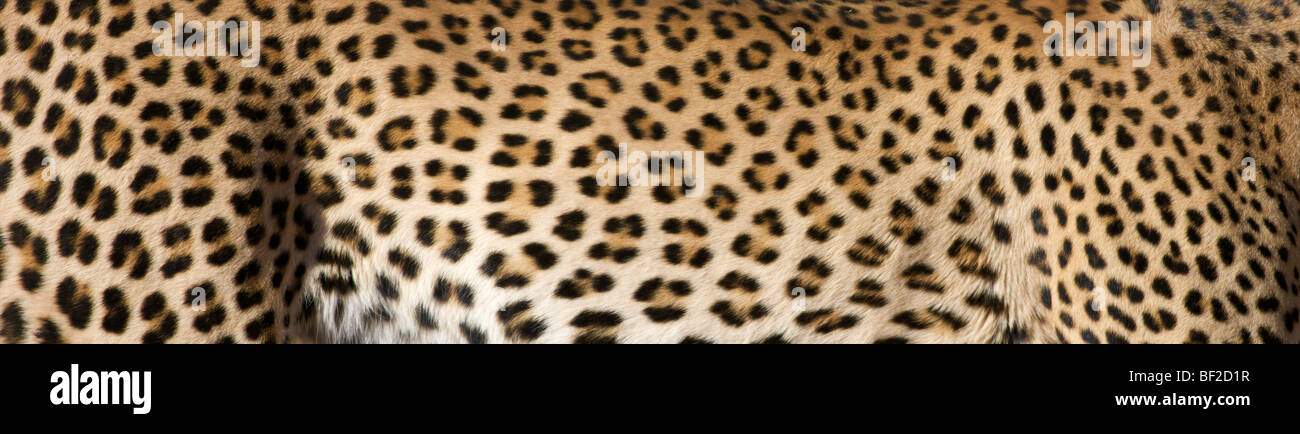 Vista di Leopard (Panthera Pardus) pelliccia, mostrando i rosoni e modelli, l'Okonjima Lodge e la Fondazione Africat, Namibia Foto Stock