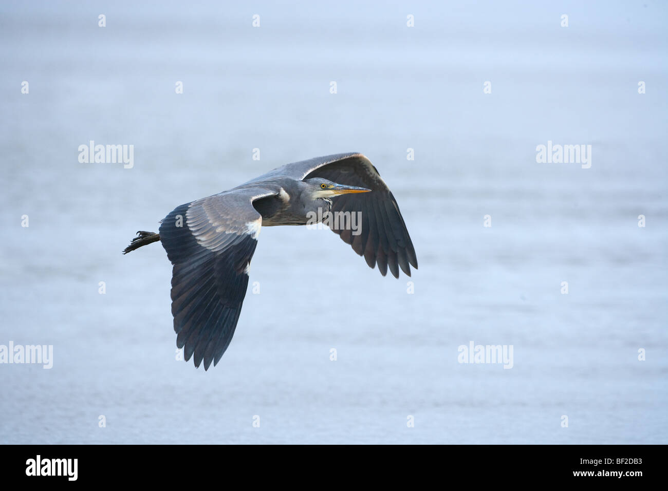 Airone cenerino Ardea cinerea in volo Foto Stock