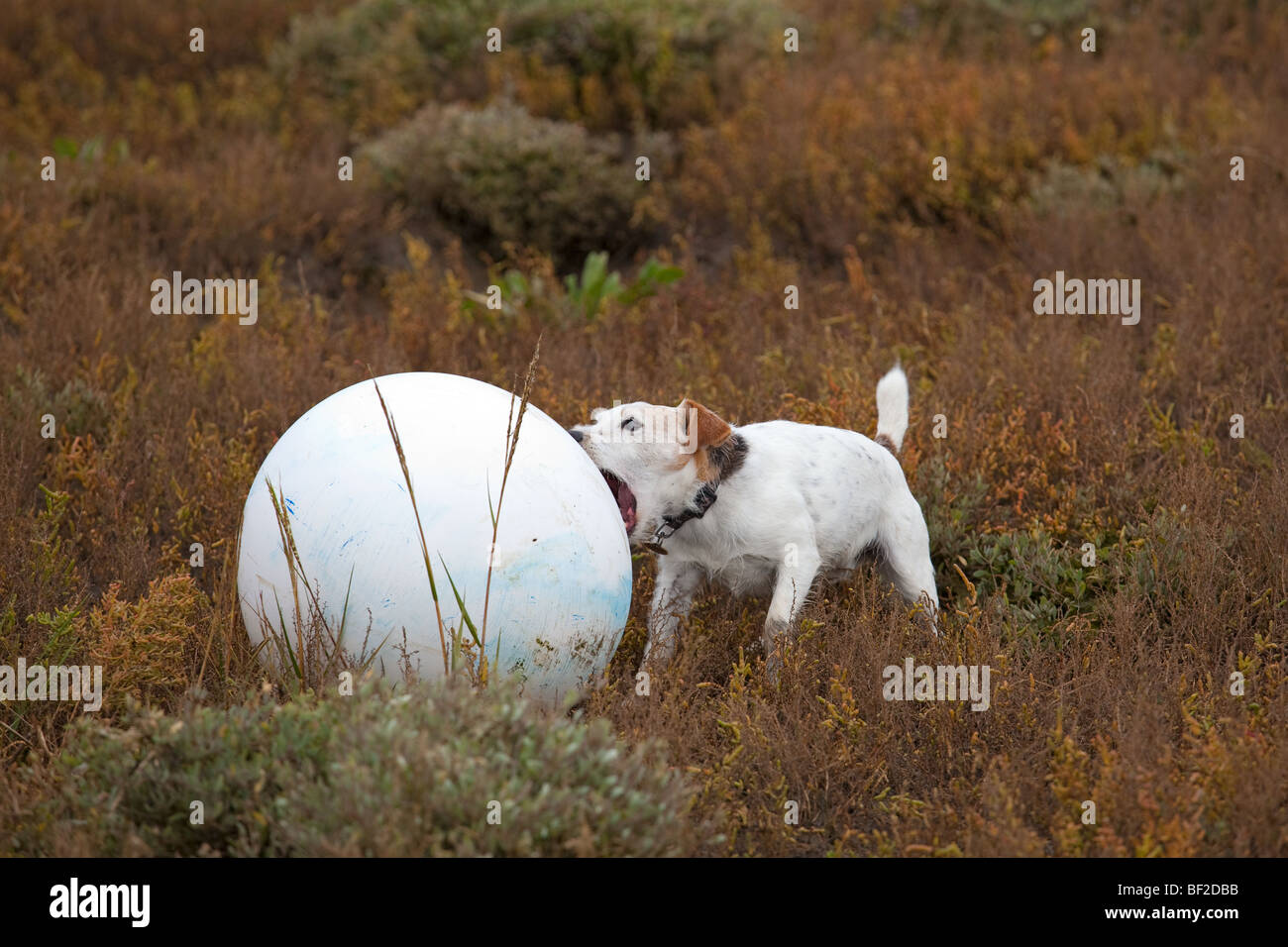 Jack Russell giocando con la boa di ormeggio Blakeney punto Norfolk Foto Stock
