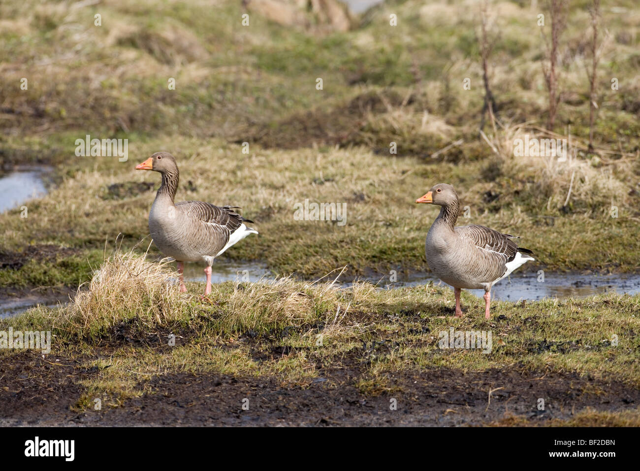 Western Graylag oche (Ansera anser). Coppia adulta. Febbraio. Islay, costa ovest della Scozia. Foto Stock