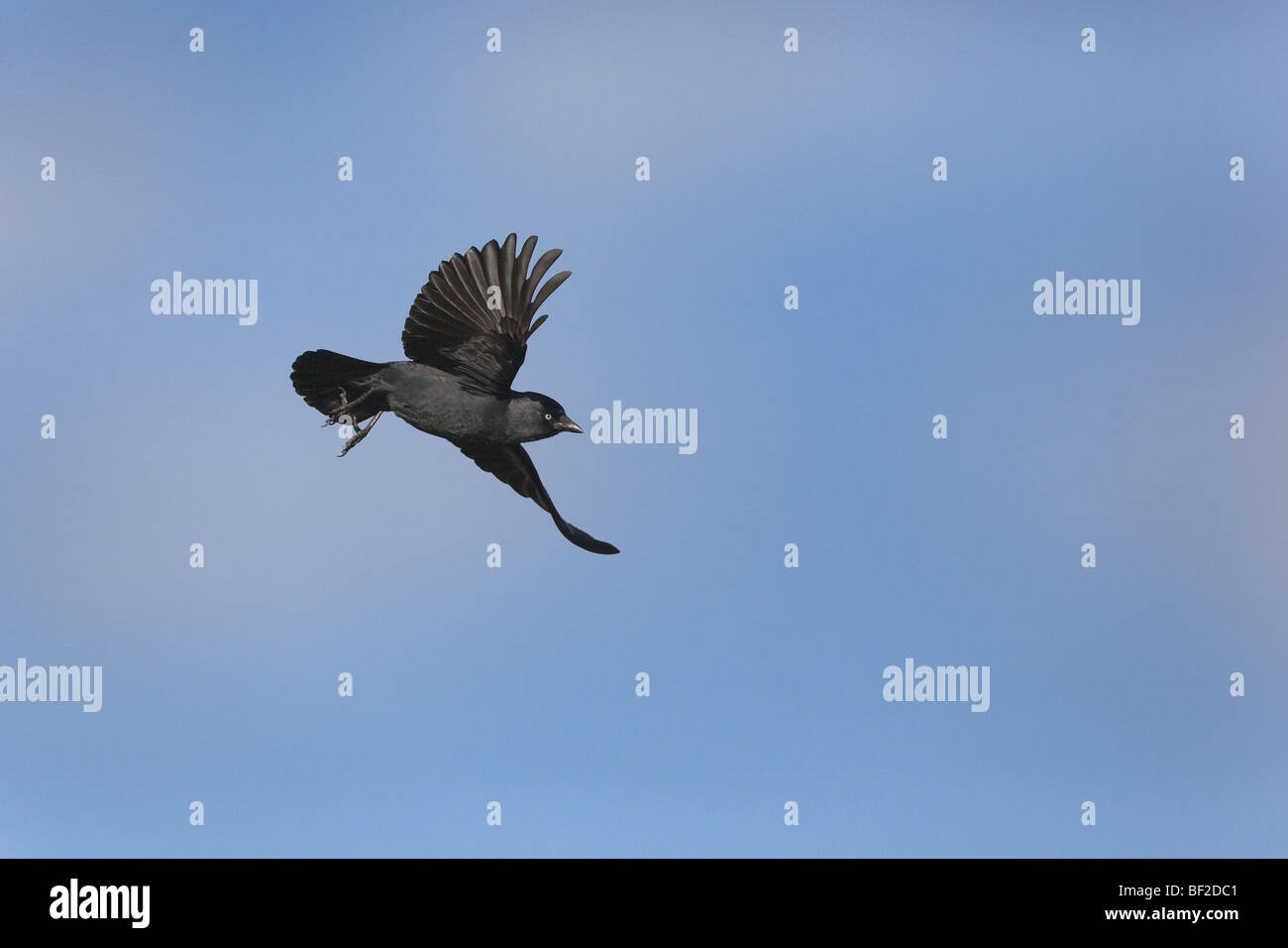 Taccola Corvus monedula in volo Foto Stock