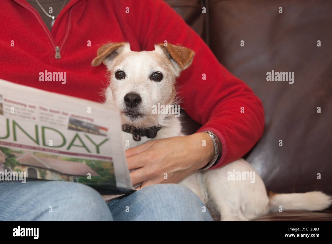 Jack Russell Terrier a casa con il proprietario Foto Stock