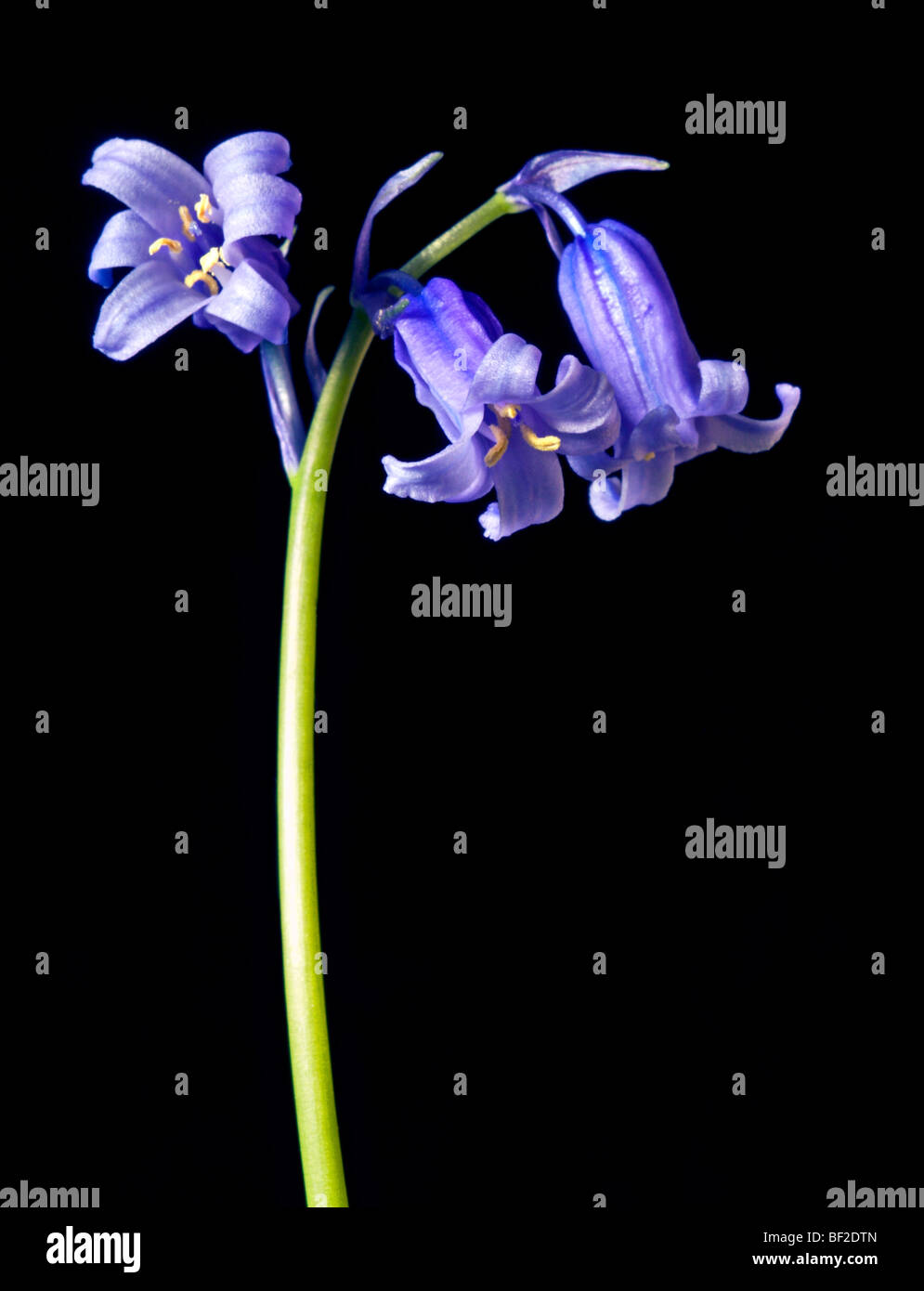 Bluebell selvatici Foto Stock