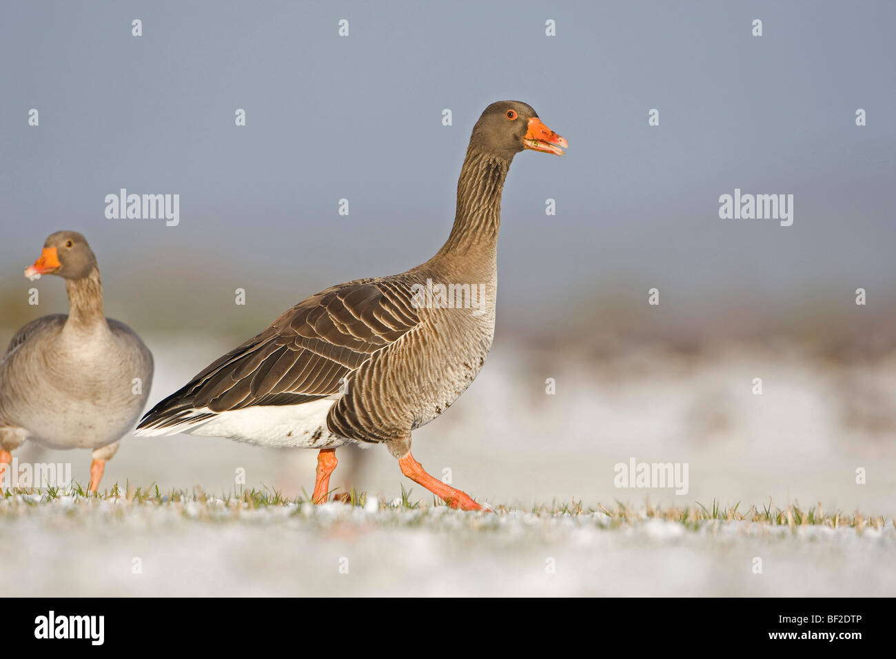 Oca Graylag, Graylag Goose (Anser anser), Adulto alimentazione nella coperta di neve campo. Foto Stock
