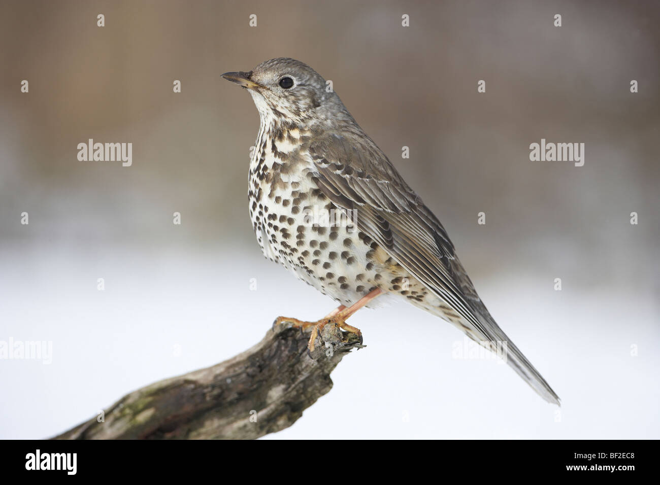 Tordo Mistle (Turdus viscivorus), Adulto appollaiato sul log in neve. Foto Stock