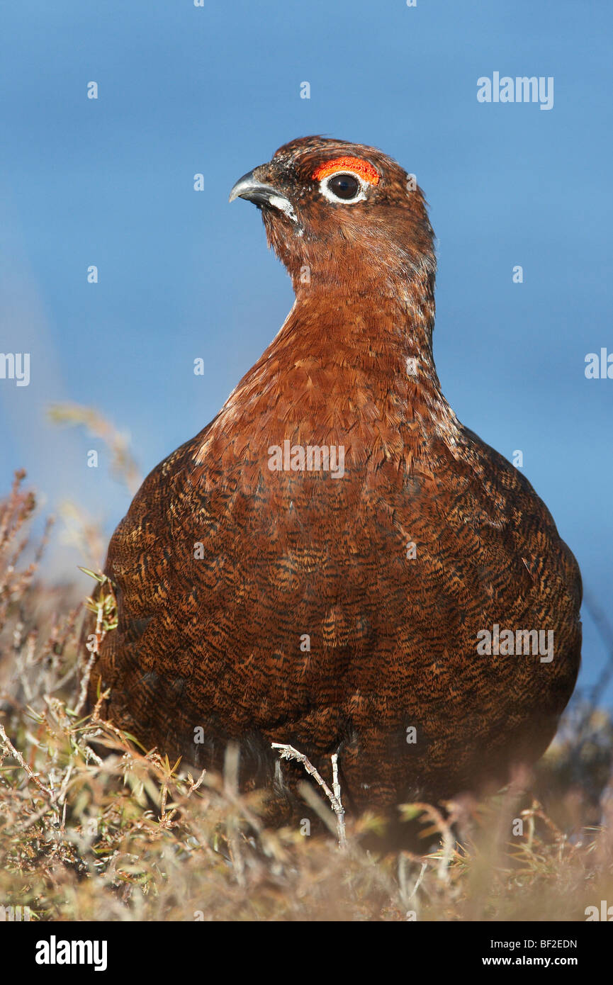 Red Grouse, Willow Grouse (Lagopus lagopus scoticus), ritratto di maschio adulto. Foto Stock