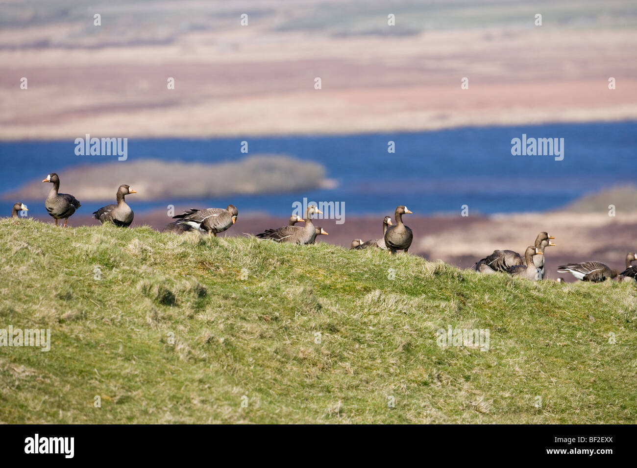 La Groenlandia bianco-fronteggiata oche (Anser Albifrons flavirostris). Gli uccelli di svernamento su Islay, costa ovest della Scozia. Foto Stock