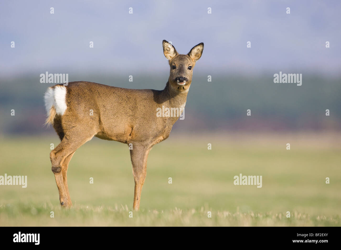 Unione Il capriolo (Capreolus capreolus), doe nel campo. Foto Stock