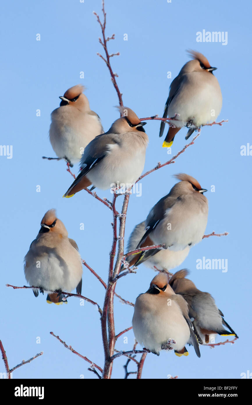 Bohemian Waxwing (Bombycilla garrulus), piccolo gregge appollaiato in inverno. Foto Stock