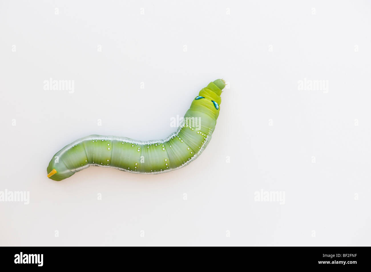 Daphnis nerii. Oleandro Hawk-moth caterpillar su sfondo bianco Foto Stock