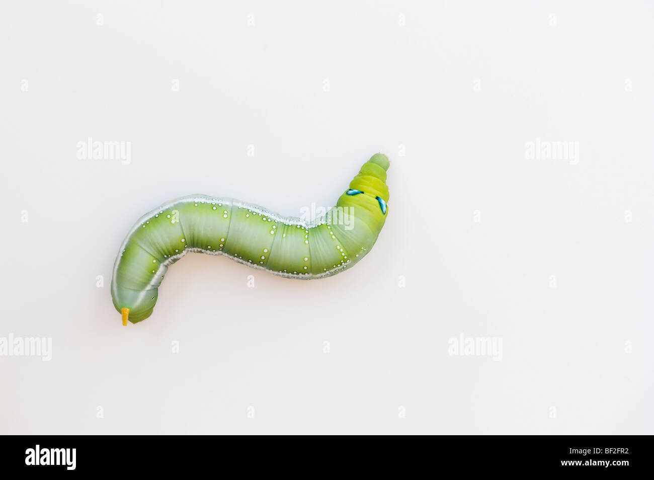 Daphnis nerii. Oleandro Hawk-moth caterpillar su sfondo bianco Foto Stock
