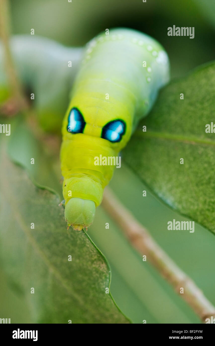 Daphnis nerii. Oleandro Hawk-moth caterpillar su una foglia in India Foto Stock