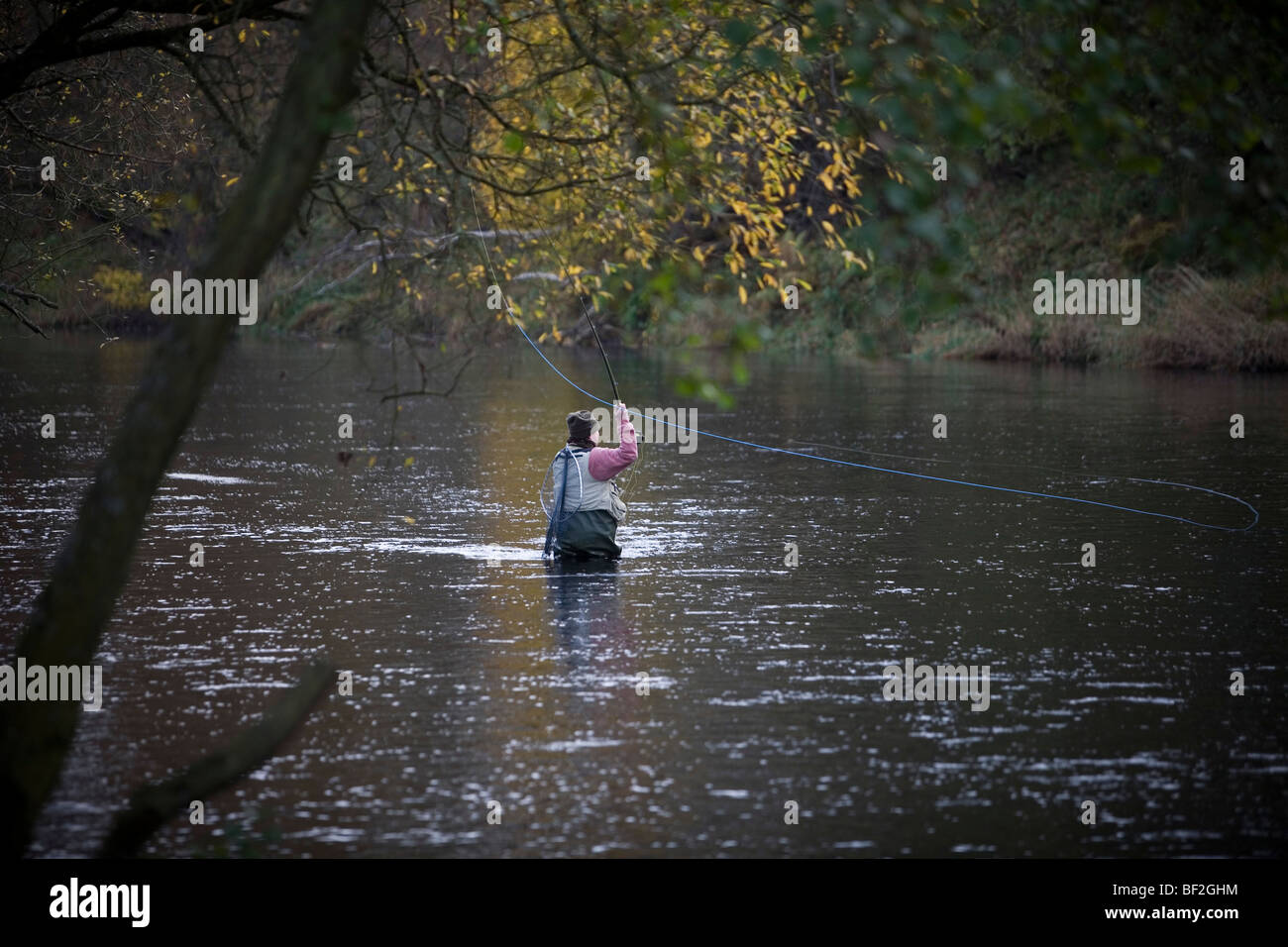 La pesca a mosca sul Tyne nord fiume di bellingham northumberland England Regno Unito Foto Stock