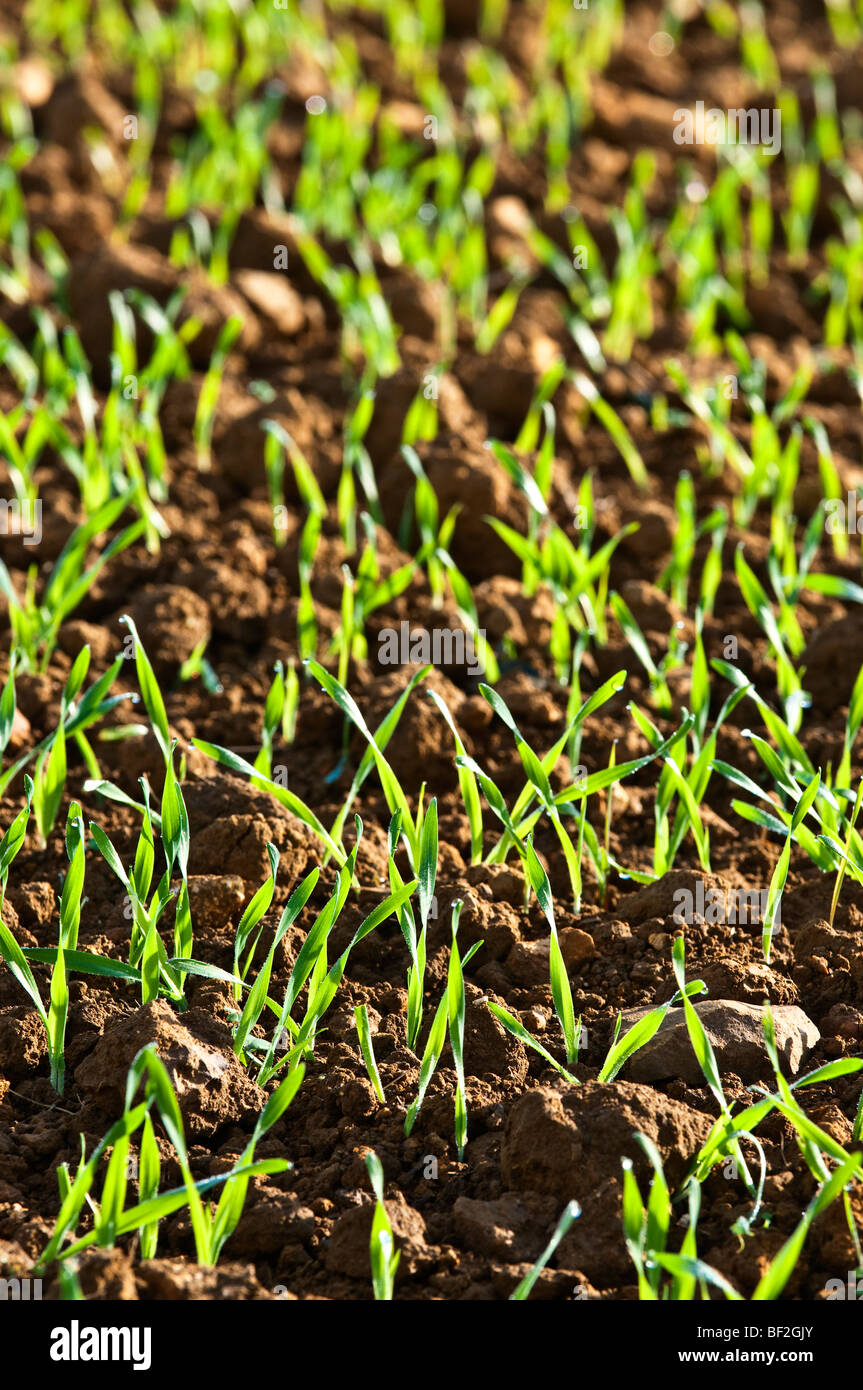 Nuovi germogli di erba sui terreni agricoli / germogli verdi di ripresa economica - Francia. Foto Stock