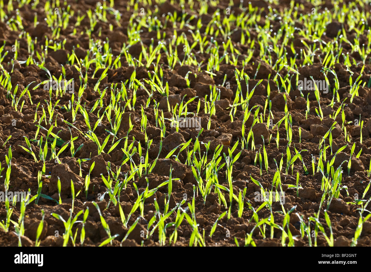 Nuovi germogli di erba sui terreni agricoli / germogli verdi di ripresa economica - Francia. Foto Stock