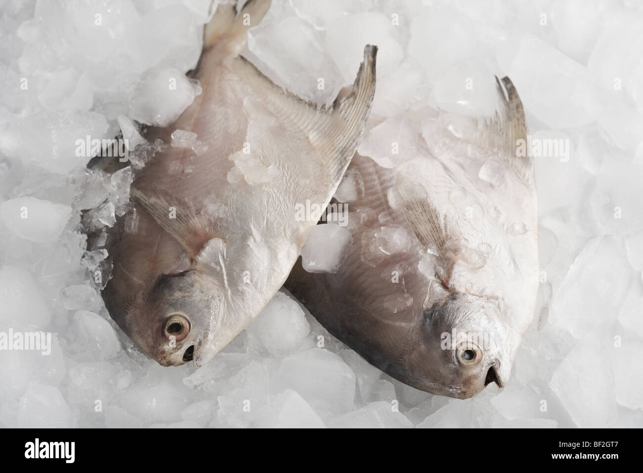 Close-up di pesce crudo su ghiaccio Foto Stock