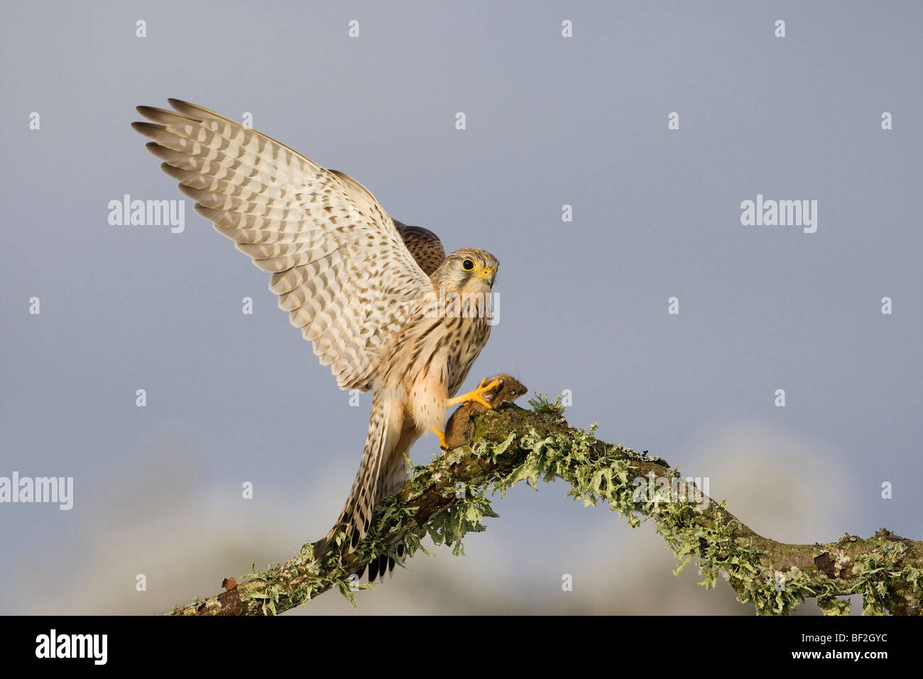 Comune di gheppio (Falco tinnunculus). Appollaiato a maschio con la preda. Foto Stock
