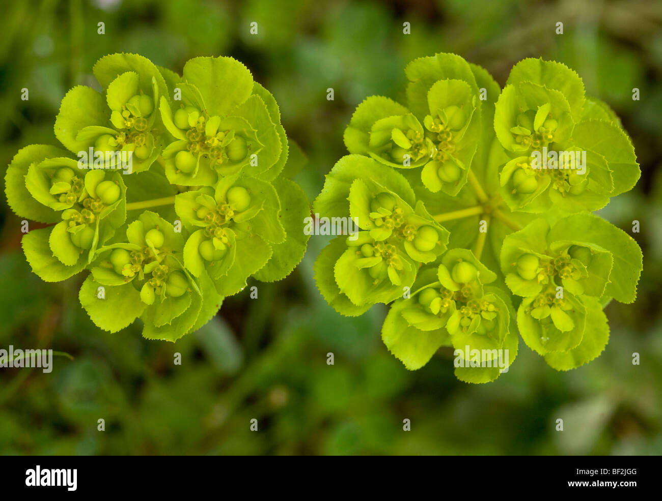Sun di euforbia Euphorbia helioscopia, close up ombrella e fiori. Diffusa infestante. Foto Stock