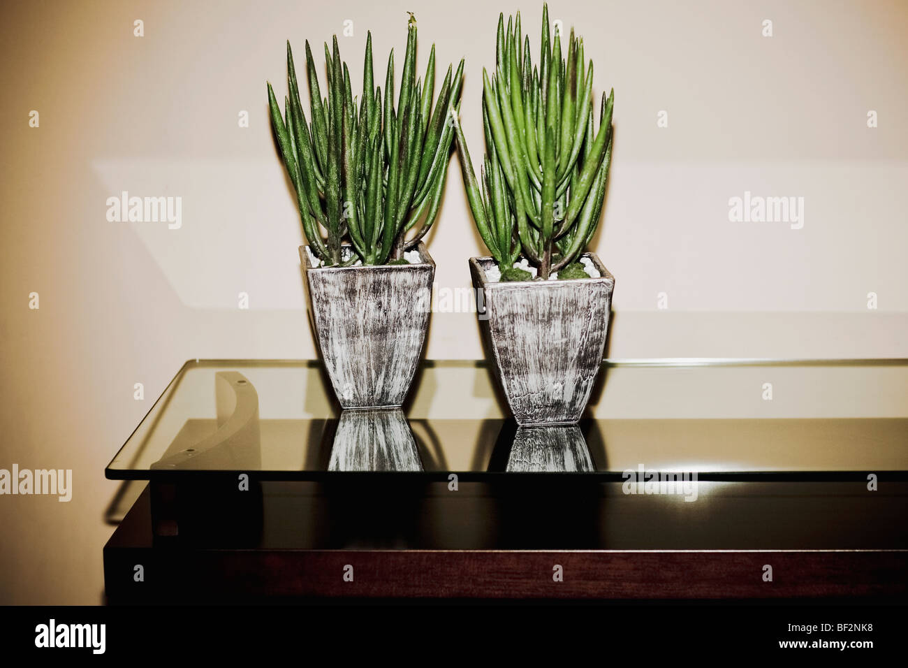 Due houseplants su un tavolo Foto Stock