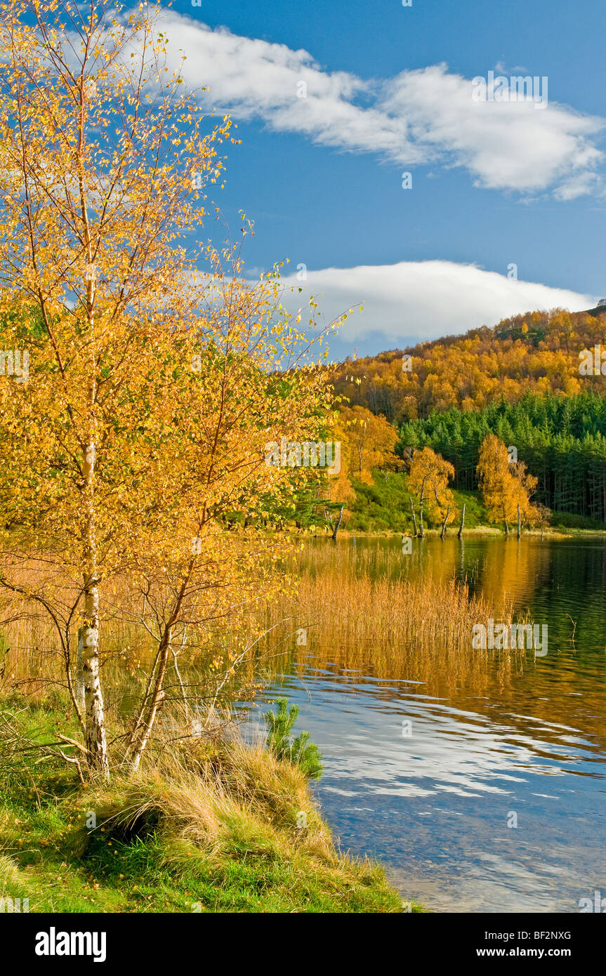 Loch Pityoulish vicino a Aviemore in ottobre i colori autunnali Foto Stock
