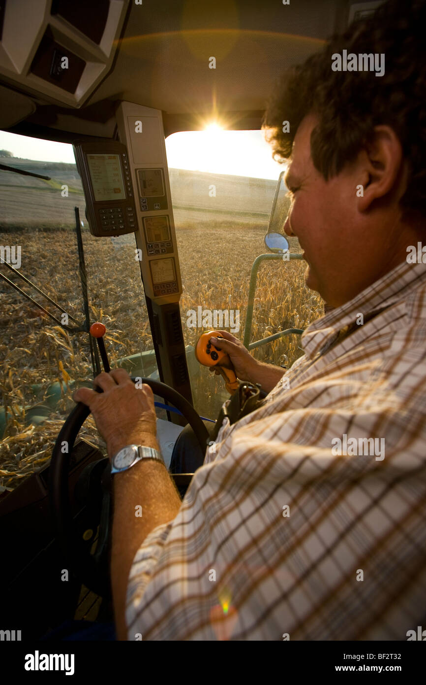 Vista dall'interno di una cabina di mietitrebbia di un agricoltore il funzionamento della mietitrebbia durante la mietitura di granoturco / vicino a Northland, Minnesota, Stati Uniti d'America. Foto Stock