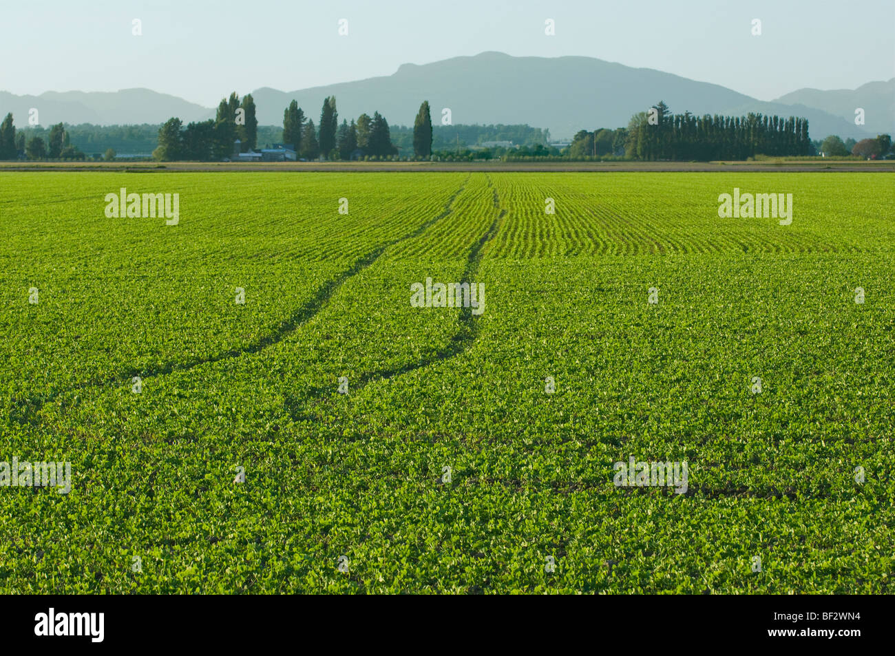 Agricoltura - Campo di una sana crescita precoce pisello freschi piante / vicino a Burlington, Washington, Stati Uniti d'America. Foto Stock