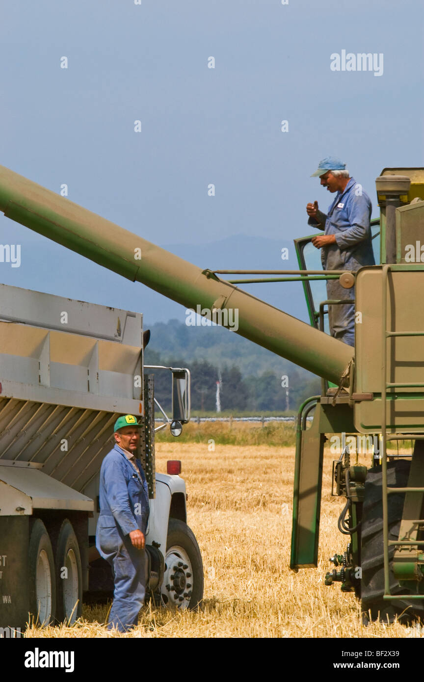 Agricoltura - un operatore della mietitrebbiatrice e la granella camionista conferire durante la mietitura del grano / vicino a Burlington, Washington, Stati Uniti d'America. Foto Stock